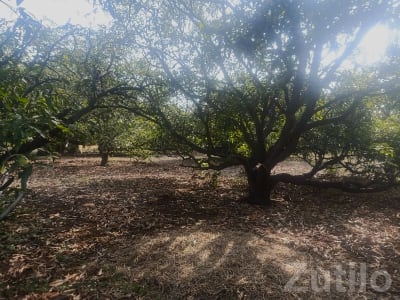 Talala Fertile Agricultural Orchard Land Talala Fertile Agricultural Orchard Land
