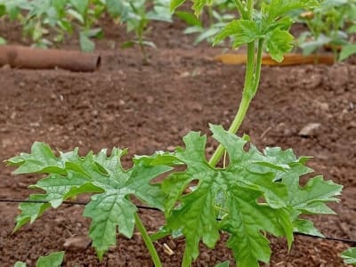 Fertile Agricultural Land for Farming Fertile Agricultural Land for Farming