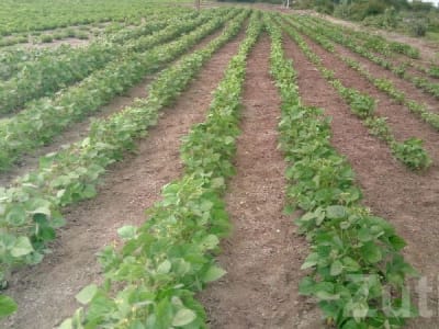 Fertile Agricultural Land in Rajkot Fertile Agricultural Land in Rajkot