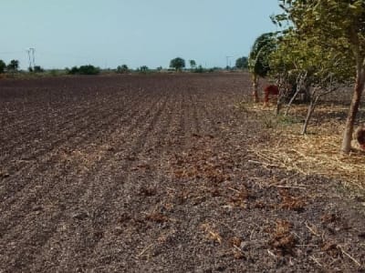 Fertile Agricultural Land in Rajkot Fertile Agricultural Land in Rajkot