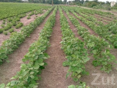 Fertile Agriculture Land for Sale Rajkot Fertile Agriculture Land for Sale Rajkot