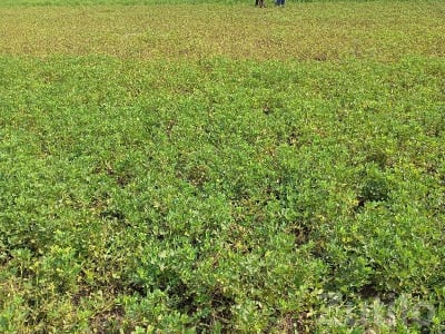 Fertile Agricultural Land in Talala Fertile Agricultural Land in Talala