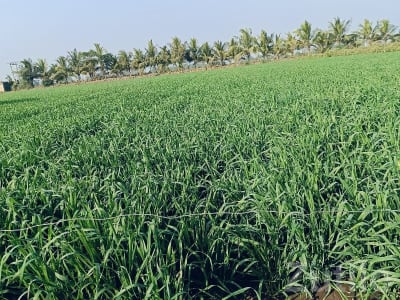 Irrigated Green Farmland for Sale Irrigated Green Farmland for Sale