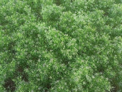 40 Vigha Fertile Agricultural Land 40 Vigha Fertile Agricultural Land