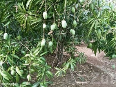 Talala Mango Orchard Agricultural Land Talala Mango Orchard Agricultural Land