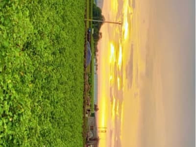 10 Vigha Green Farmland Near Amreli 10 Vigha Green Farmland Near Amreli