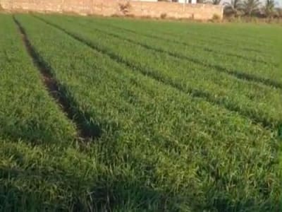 Fertile Roadside Agricultural Land Plot Fertile Roadside Agricultural Land Plot