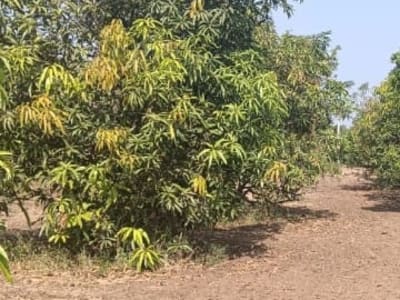 Dhari Mango Orchard Agricultural Land Dhari Mango Orchard Agricultural Land