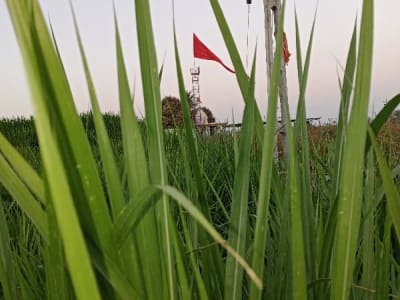 Fertile 12 Vigha Agricultural Land Upleta Fertile 12 Vigha Agricultural Land Upleta