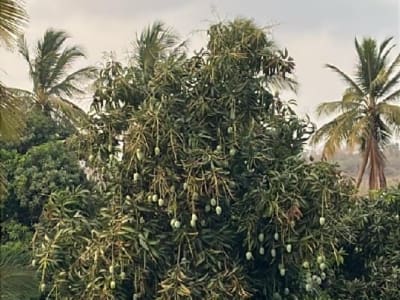 Talala Farm Land with Mango Trees for Sale Talala Farm Land with Mango Trees for Sale