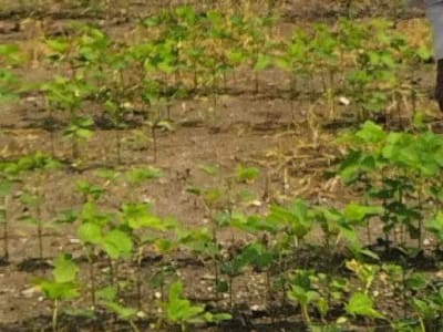 Fertile Agricultural Land Plot for Sale Fertile Agricultural Land Plot for Sale