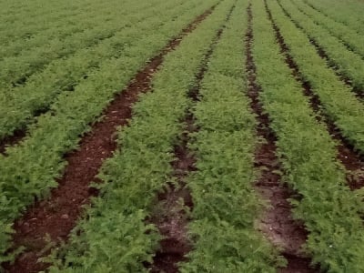 Fertile Agricultural Land in Upleta Fertile Agricultural Land in Upleta