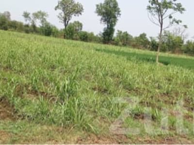 Fertile Agricultural Land in Songadh Fertile Agricultural Land in Songadh