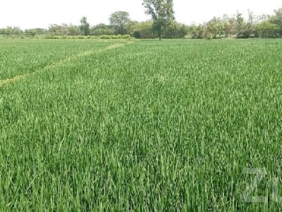 Fertile Green Agricultural Land for Sale Fertile Green Agricultural Land for Sale
