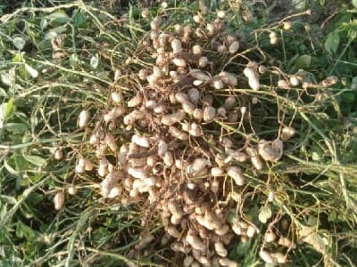 Fertile Agricultural Land with Groundnut Crop Fertile Agricultural Land with Groundnut Crop