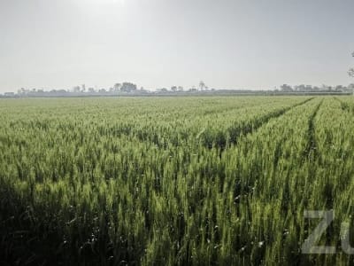 Fertile Agricultural Land for Sale Fertile Agricultural Land for Sale