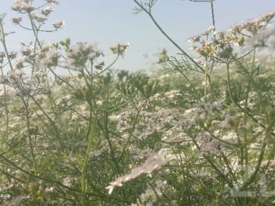 Fertile Agricultural Land in Keshod Fertile Agricultural Land in Keshod