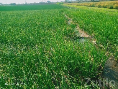 Upleta 10.9 Vigha Fertile Farm Land