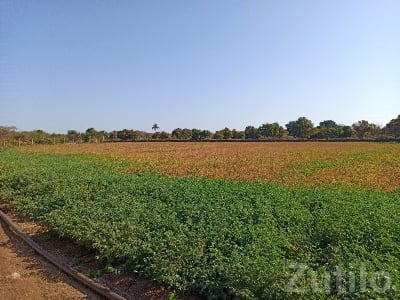 Fertile Agricultural Land in Visavadar Fertile Agricultural Land in Visavadar