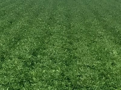 Jamjodhpur Fertile Irrigated Farm Land Jamjodhpur Fertile Irrigated Farm Land