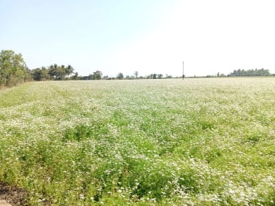 10 Vigha Fertile Flower Farm Land Talala 10 Vigha Fertile Flower Farm Land Talala