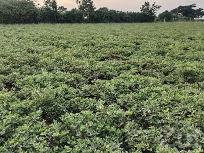 Fertile Agricultural Land for Sale, Dhari Fertile Agricultural Land for Sale, Dhari
