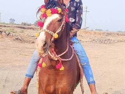 Decorated Riding Horse for Sale Decorated Riding Horse for Sale