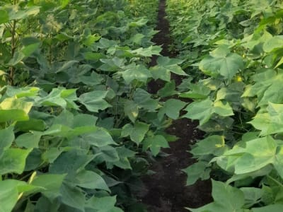 Fertile Agricultural Land Plot for Sale Fertile Agricultural Land Plot for Sale