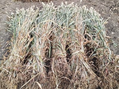 Fresh Jowar Fodder Bundles for Sale Fresh Jowar Fodder Bundles for Sale