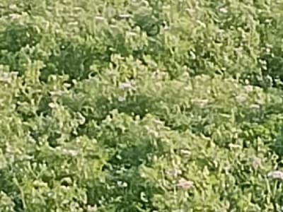 Agricultural Land for Sale in Junagadh Agricultural Land for Sale in Junagadh