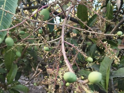 Mango Orchard Lease 15 Vigha, 250 Trees Mango Orchard Lease 15 Vigha, 250 Trees