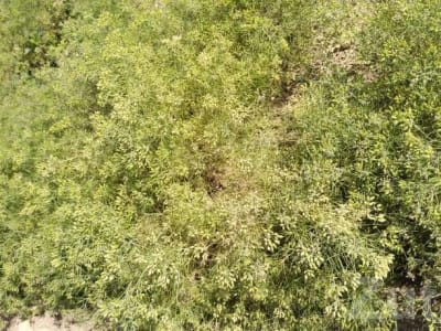 3 Acre Agricultural Land with Bore and House 3 Acre Agricultural Land with Bore and House