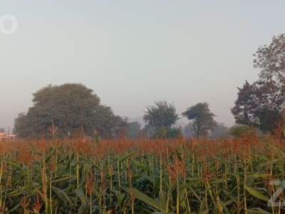 6.20 Bigha Agricultural Land for Sale 6.20 Bigha Agricultural Land for Sale