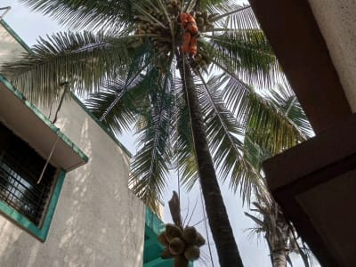 Coconut Tree Climbing and Cutting Service Coconut Tree Climbing and Cutting Service