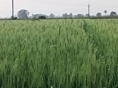 45 Vigha Agricultural Land Available in Share 45 Vigha Agricultural Land Available in Share