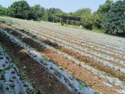 5.5 Vigha Agricultural Land for Sale 5.5 Vigha Agricultural Land for Sale