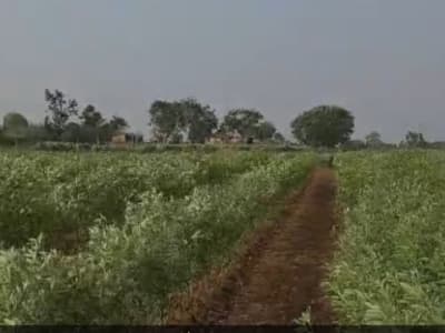 15 Bigha Agricultural Land Near Devaliya Gir 15 Bigha Agricultural Land Near Devaliya Gir