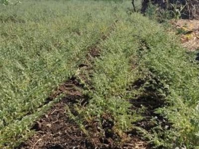 Agricultural Land with Green Gram Crop Agricultural Land with Green Gram Crop