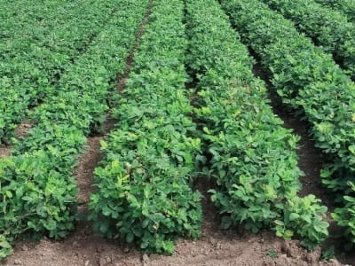 Agricultural Land Plot No. 66 for Sale Agricultural Land Plot No. 66 for Sale