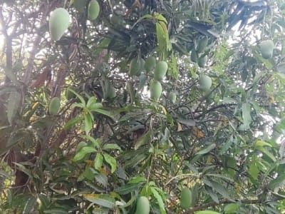 Kesar Mango Orchard Lease with 150 Trees Kesar Mango Orchard Lease with 150 Trees