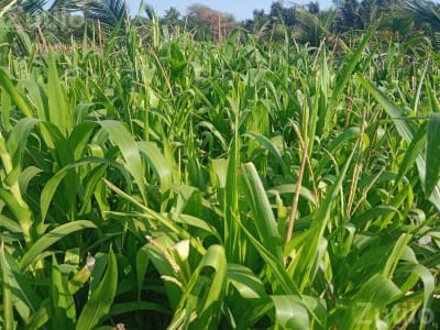 Maize Crop on 1.5 Vigha Agricultural Land Maize Crop on 1.5 Vigha Agricultural Land