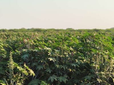 25 Vigha Road Touch Agricultural Land for Sale 25 Vigha Road Touch Agricultural Land for Sale
