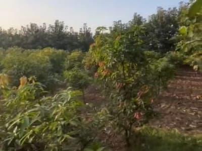 14 Guntha Agricultural Land in Khutej Village 14 Guntha Agricultural Land in Khutej Village