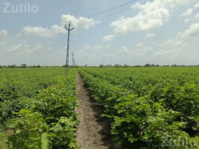 10 Vigha Irrigated Agricultural Land 10 Vigha Irrigated Agricultural Land