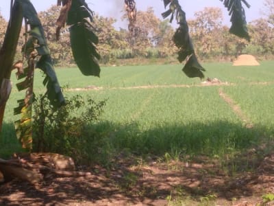 16 Vigha Fertile Agricultural Land for Sale 16 Vigha Fertile Agricultural Land for Sale