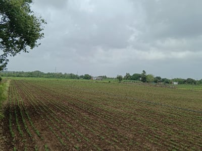 Five Vigha Agricultural Land with Well and Drip Five Vigha Agricultural Land with Well and Drip