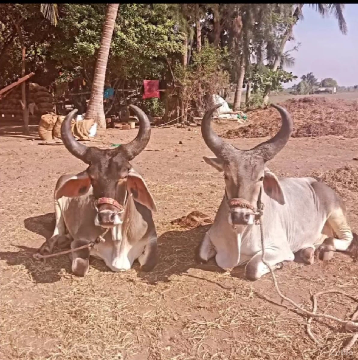 ગોધલા અને બળદ વેચવાના છે - મોબાઇલ ફોન - ભાવનગર શહેર - Image 2
