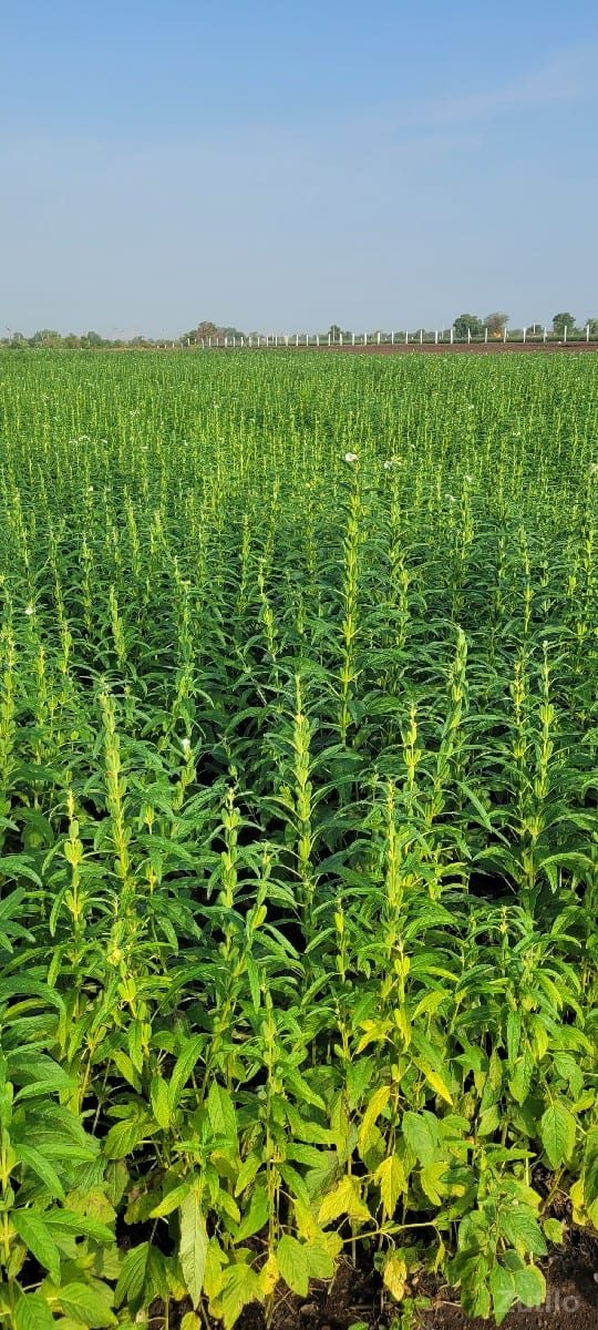 લોકેશન. વાળી
૨૩.૫ વિઘા - જમીન અને પ્લોટ - હળવદ - Image 2