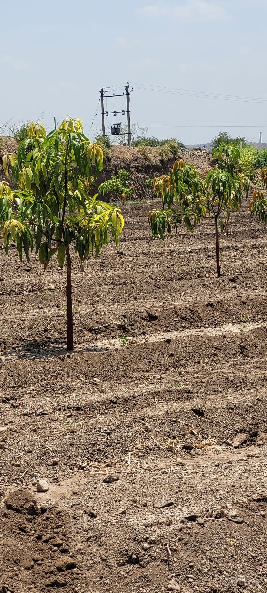 લોકેશન. વાળી
૨૩.૫ વિઘા - જમીન અને પ્લોટ - હળવદ - Image 3