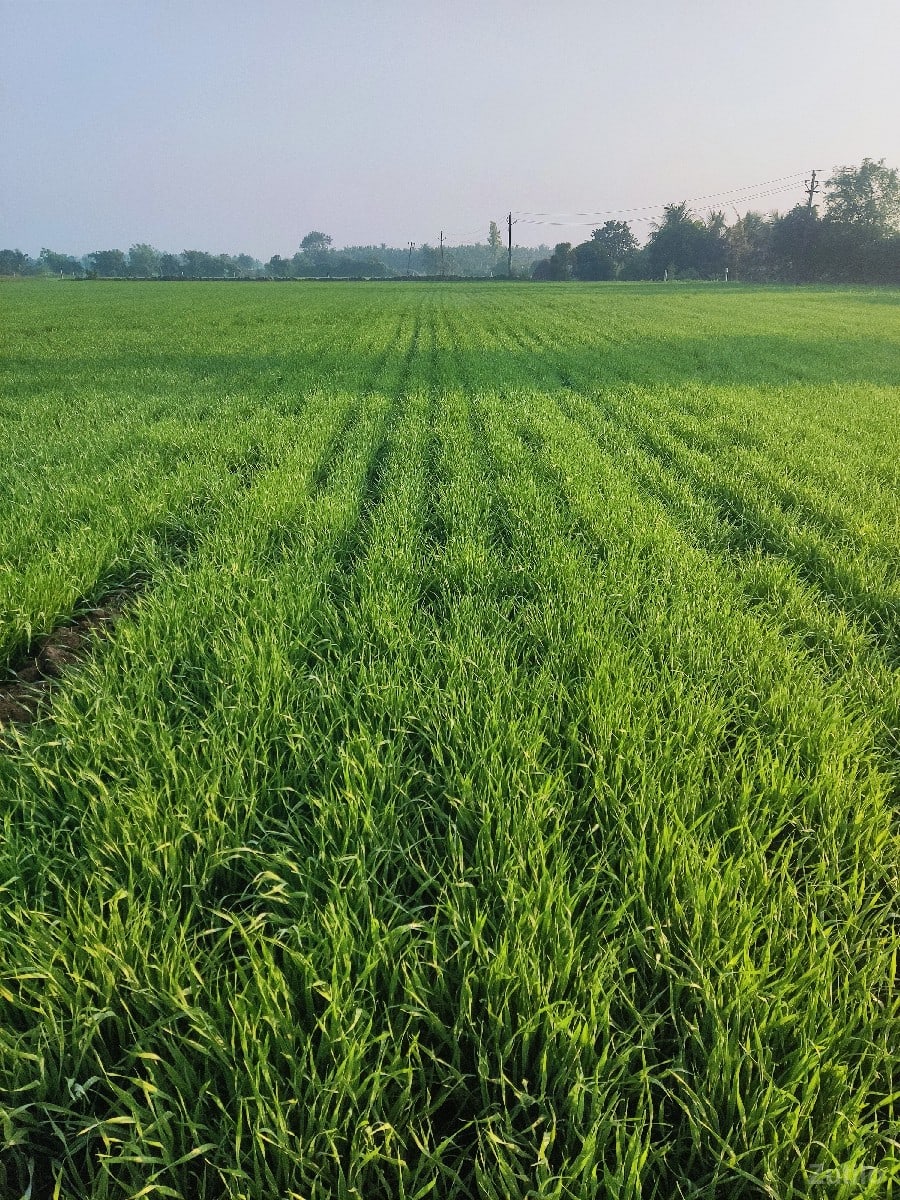 લાઠોદરા ગામ જમીન વેચવાની છે - Land & Plots - Vyara - Image 2